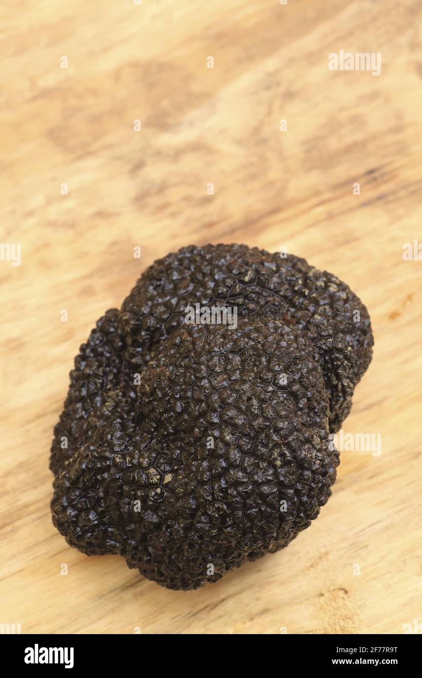 France, Dordogne, Perigueux, black truffle Tuber Melanosporum Stock Photo