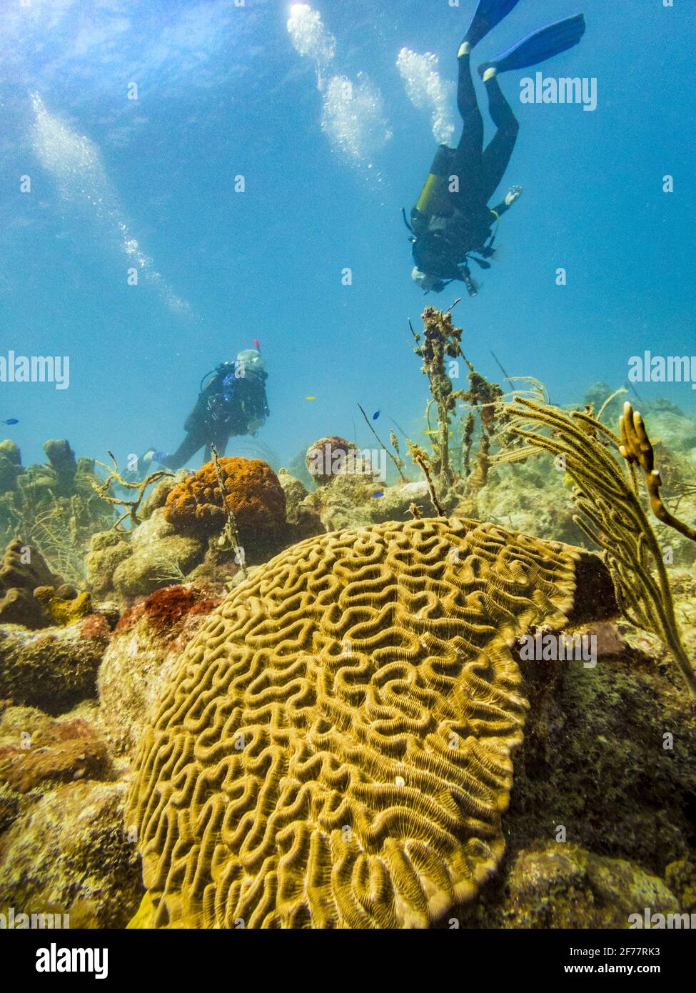 France, Caribbean, French West Indies, Guadeloupe, Grand Cul-de-Sac marin, heart of the national park of Guadeloupe, scuba diving on the site of Pierre aux Anges, in the lagoon around the islet Fajou, brain coral, underwater view Stock Photo