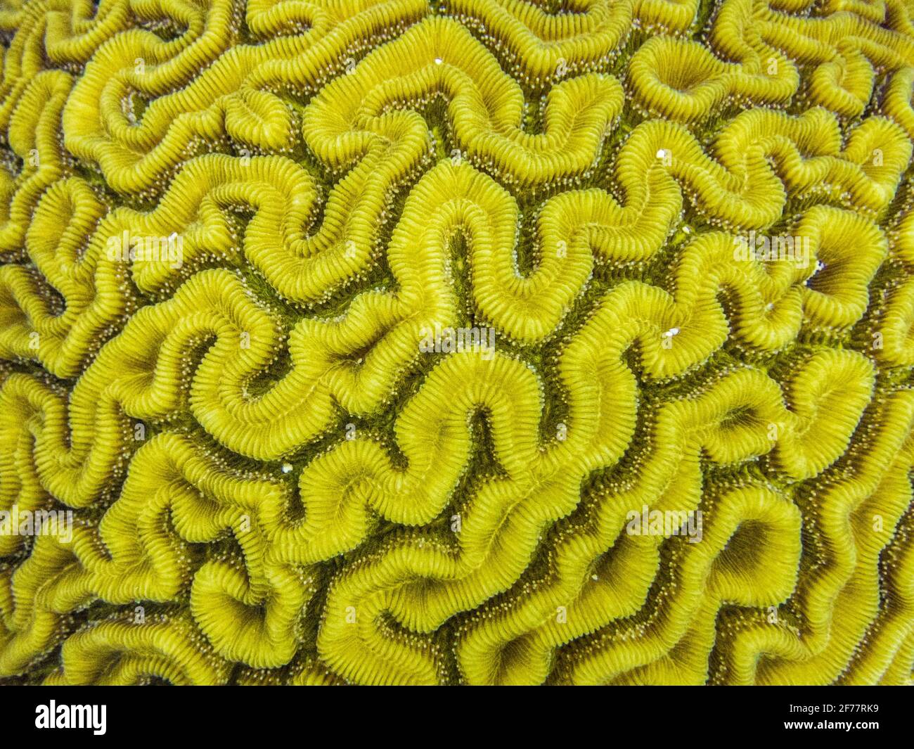 France, Caribbean, French West Indies, Guadeloupe, Grand Cul-de-Sac marin, heart of the national park of Guadeloupe, scuba diving on the site of Pierre aux Anges, in the lagoon around the islet Fajou, detail of a brain coral, underwater view Stock Photo