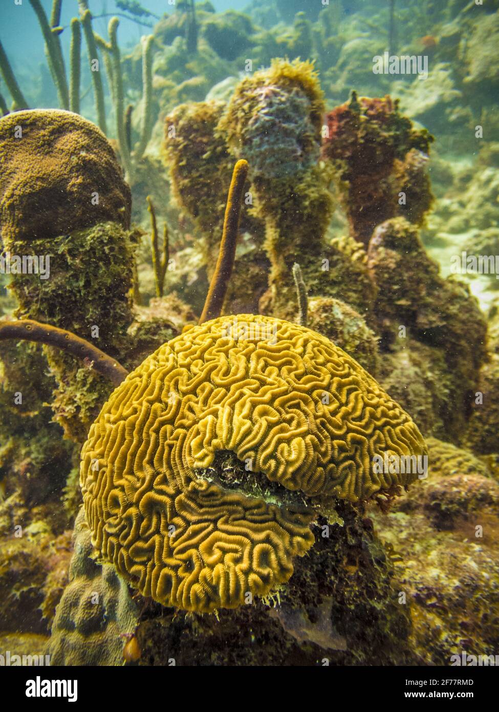 France, Caribbean, French West Indies, Guadeloupe, Grand Cul-de-Sac marin, heart of the national park of Guadeloupe, scuba diving on the site of Pierre aux Anges, in the lagoon around the islet Fajou, brain coral, underwater view Stock Photo