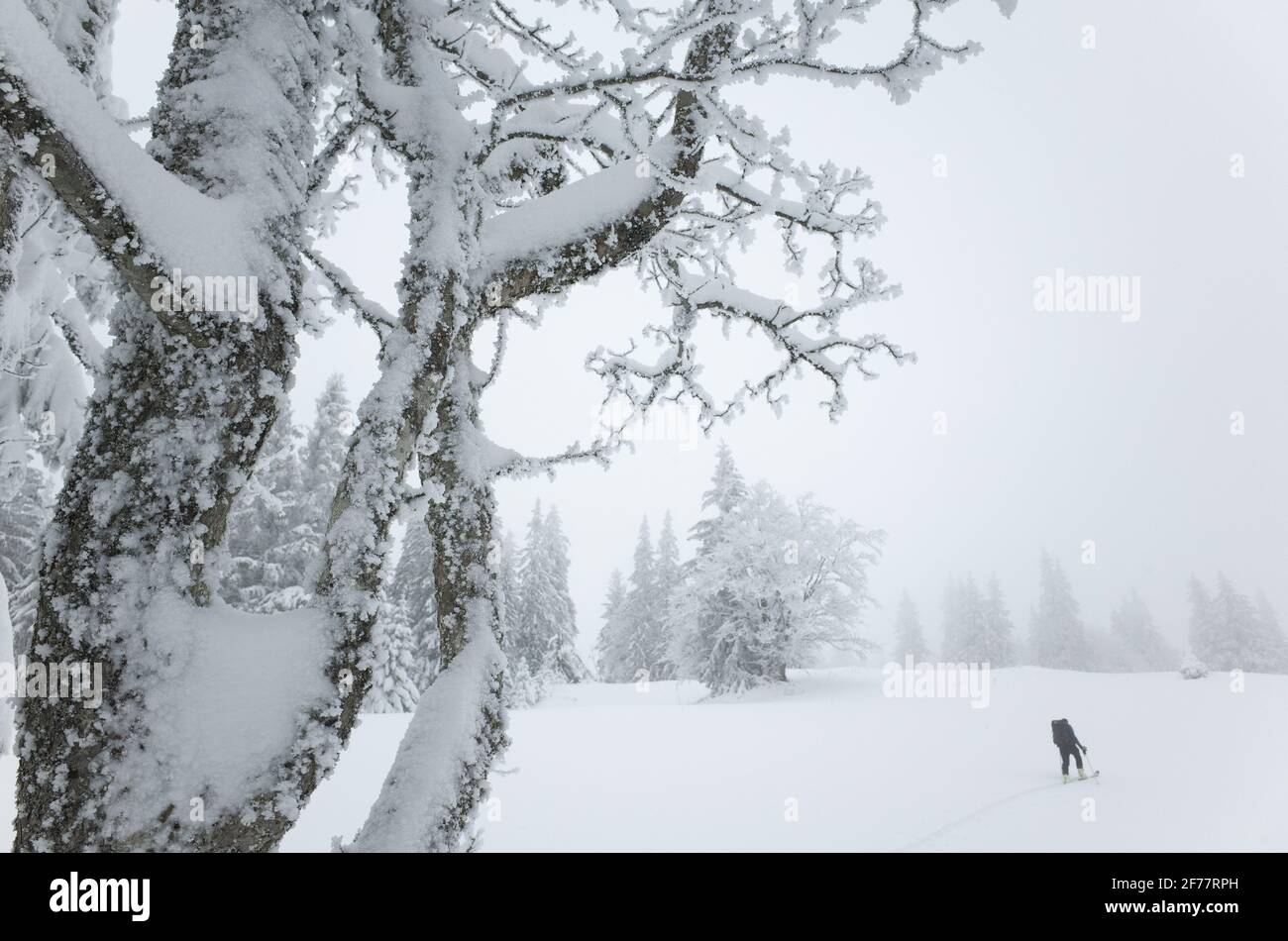 Switzerland, Vaud, Jura, ski mountaineering to La Dole Stock Photo