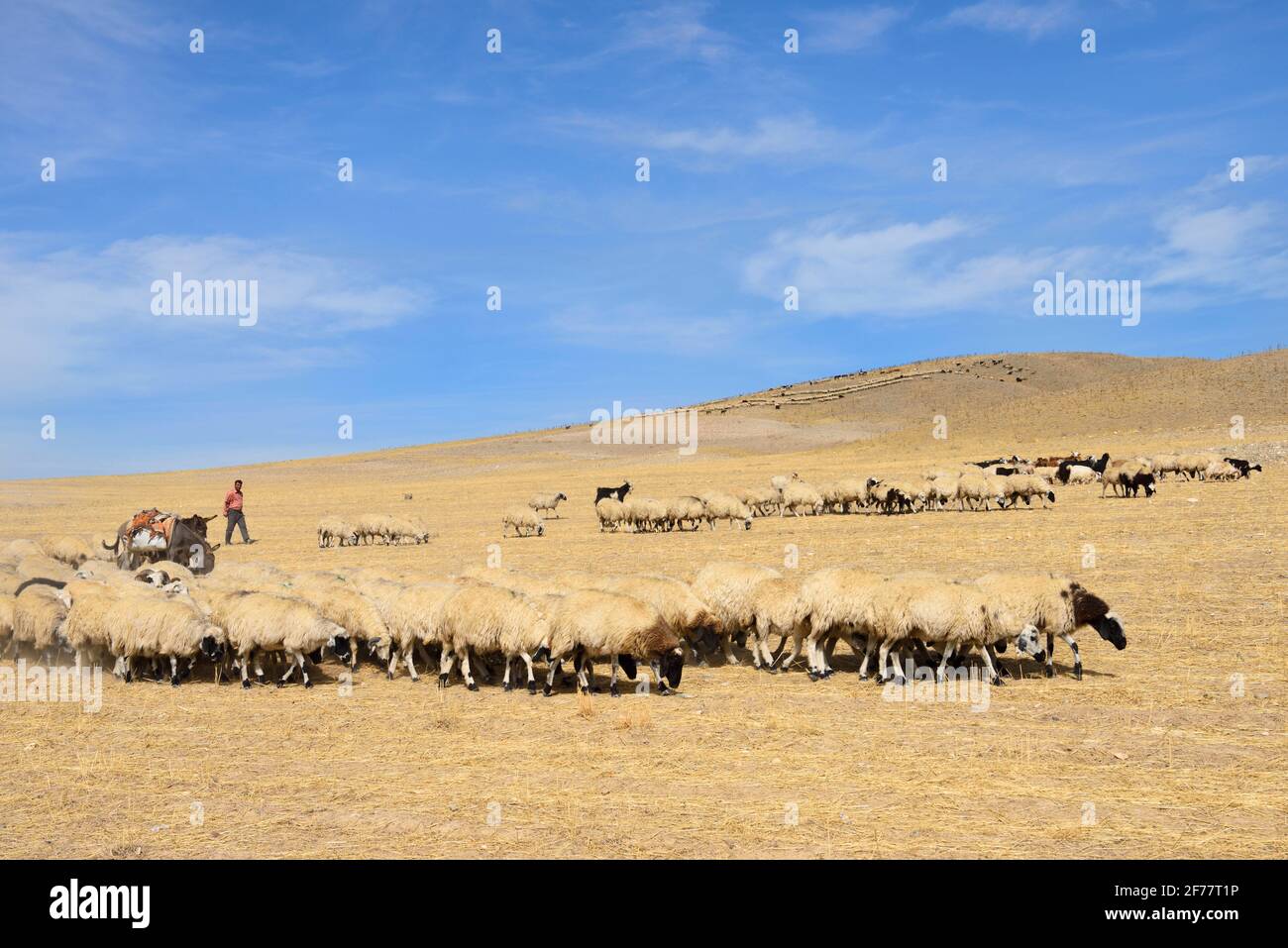 Iran, West Azerbaijan province, Qareh Ziya Eddin region, Kurdish shepherd Stock Photo
