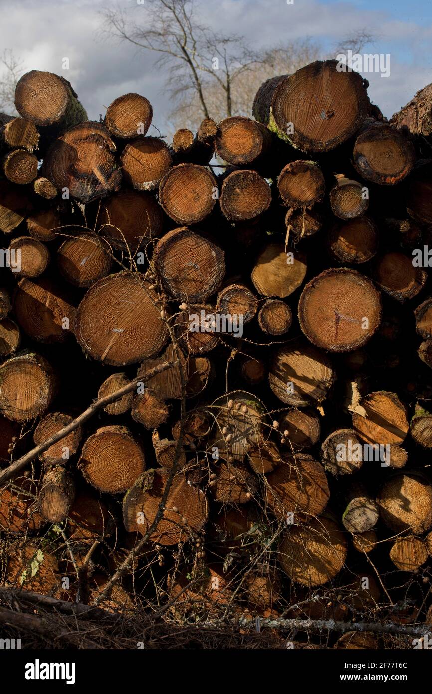 Tree logs at a sawmill near a nature forest trail by Ystwyth river in Ceredigion, Wales, UK. Stock Photo