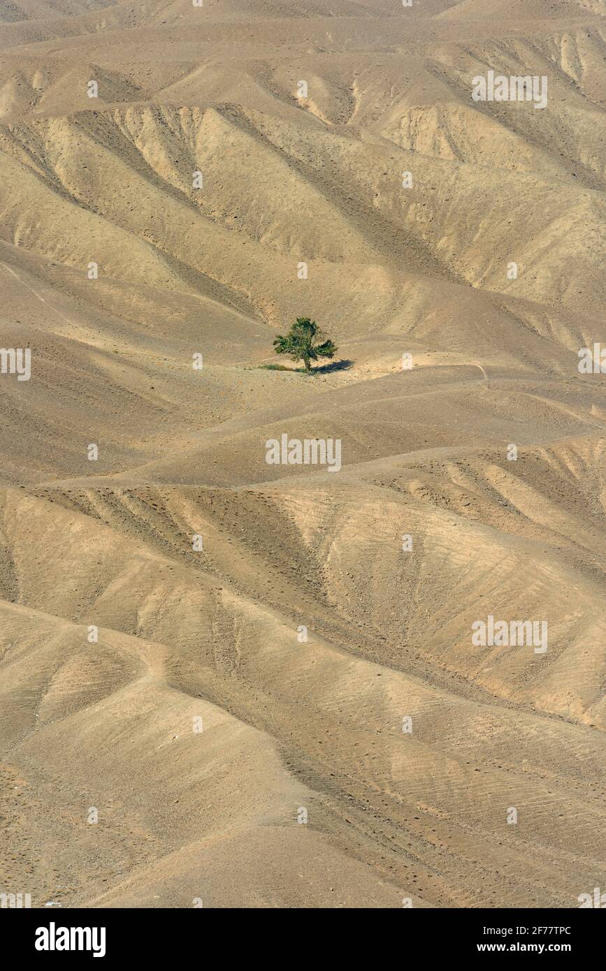 Iran, Kerman region, Lonely tree Stock Photo
