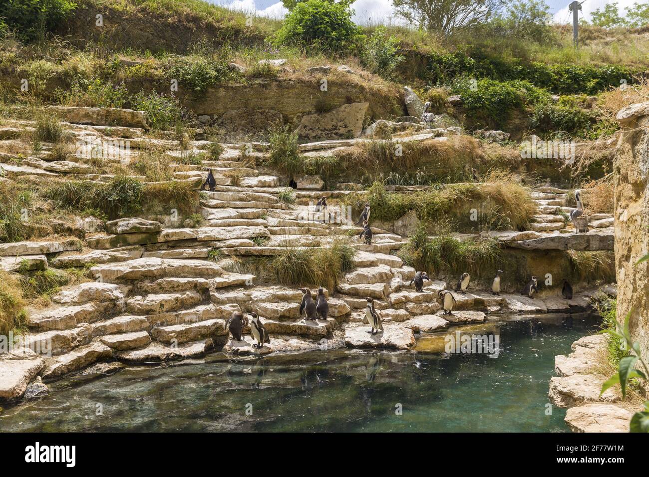 France, MaineetLoire, DouélaFontaine, the zoo bioparc, The Great South American Aviary Stock
