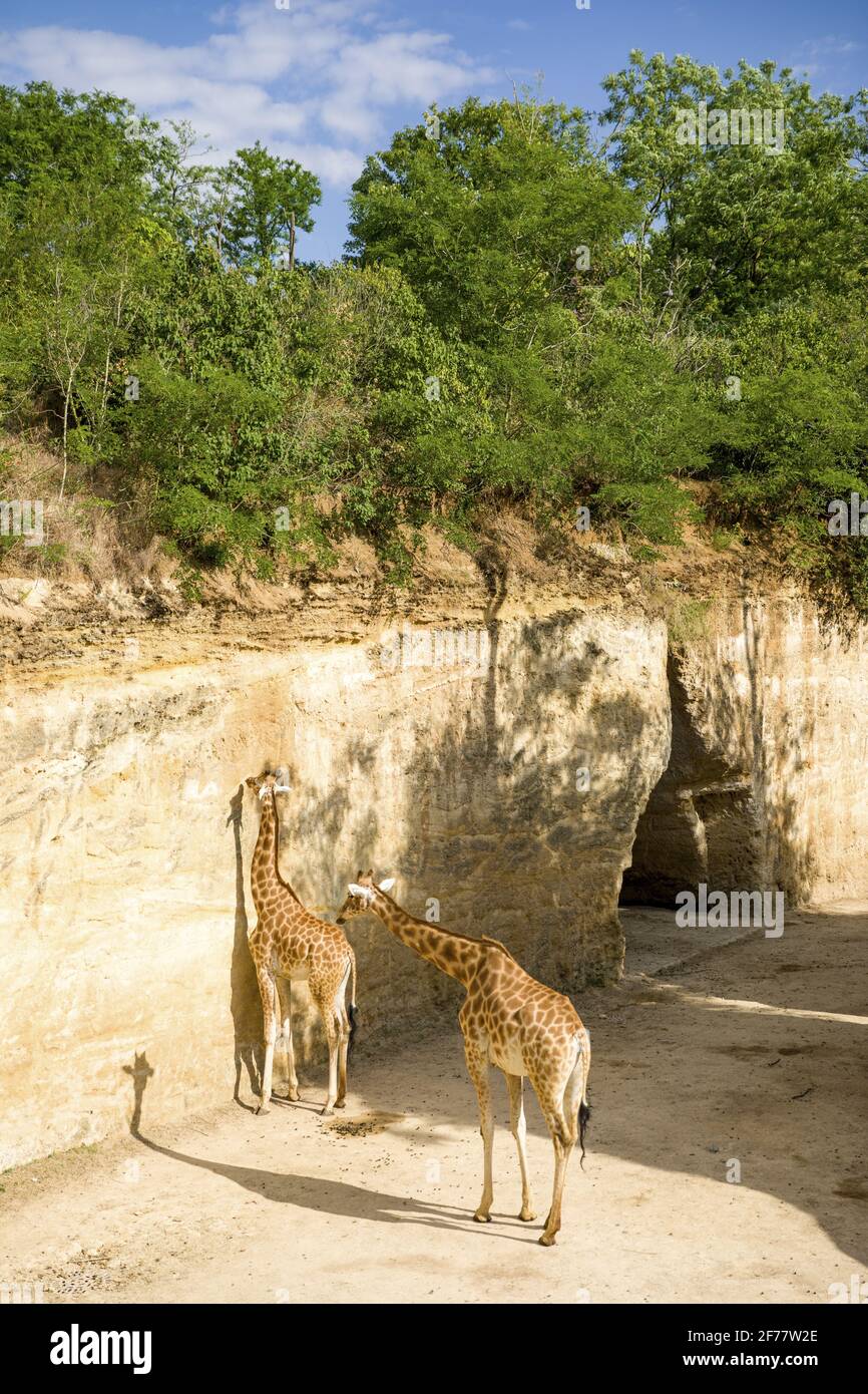 Bioparc de doue la fontaine hires stock photography and images Alamy