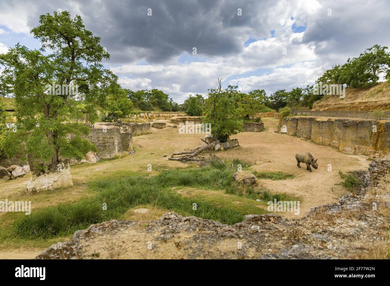 France, MaineetLoire, DouélaFontaine, the zoo bioparc, black rhino (Diceros bicornis Stock