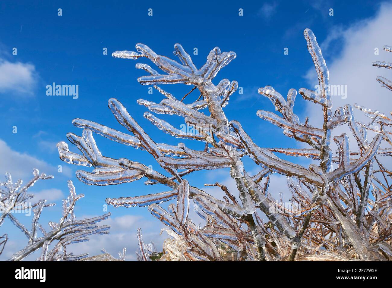 France, Finistere, Armoric Natural Regional parc, Aree mounts, Saint Rivoal, plant frozen in winter at Mont Saint-Michel in Brasparts Stock Photo