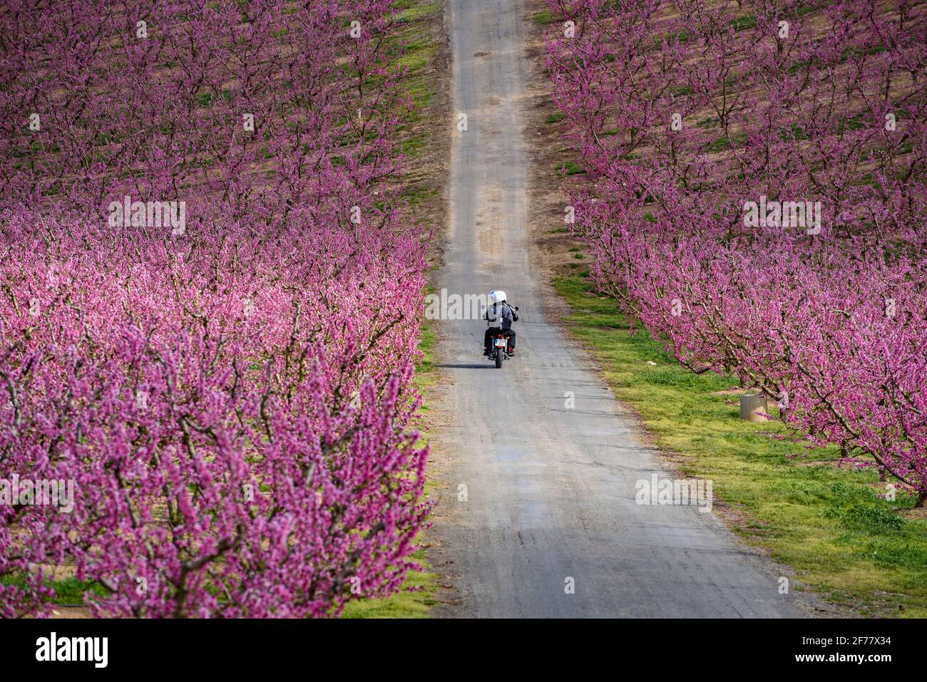 Photogenic road between flowering fruit trees fields (peach trees) near Aitona (Lleida) in spring. This is part of the Second origin film flower route Stock Photo