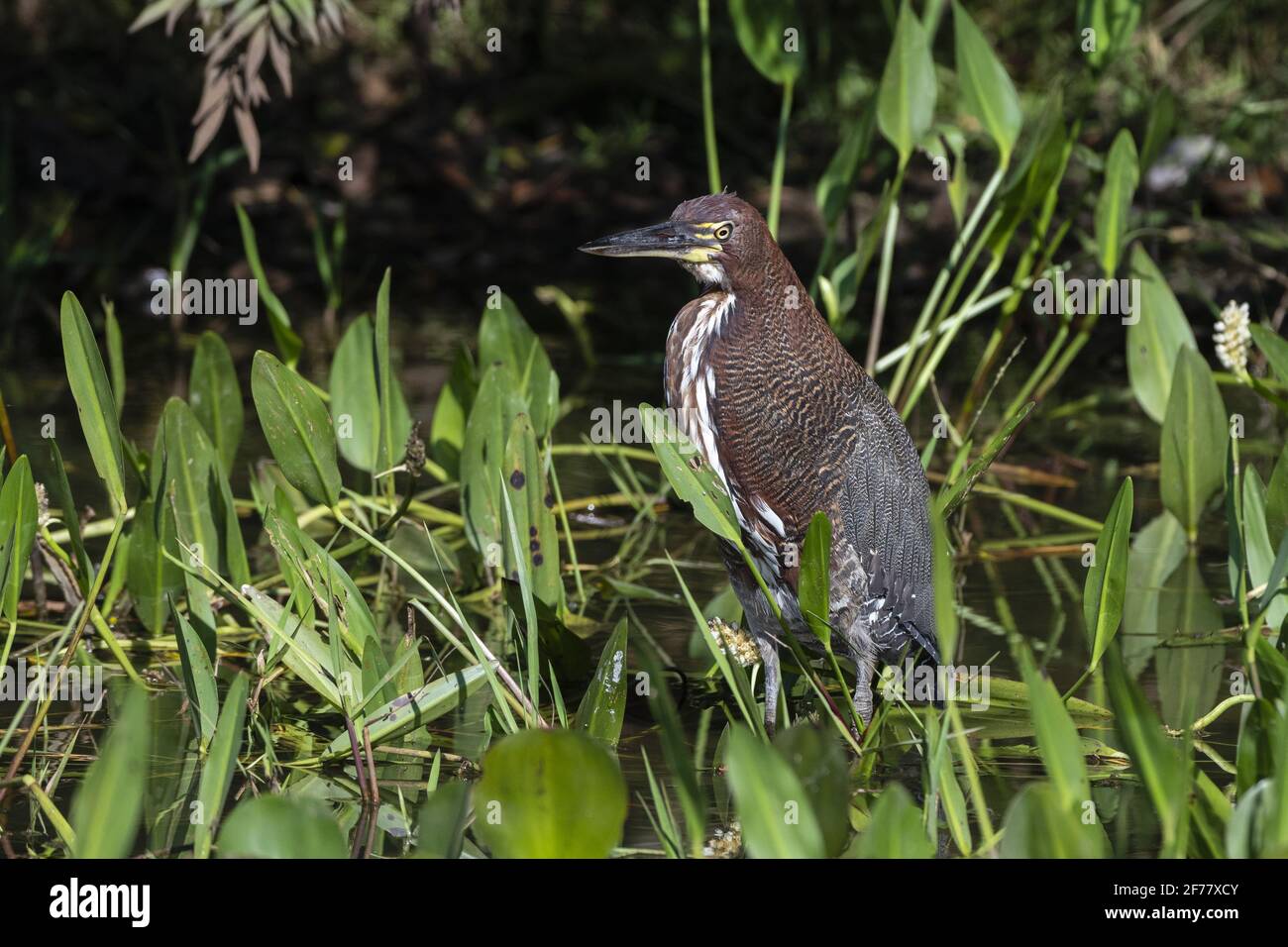 Brazil, Mato Grosso do Sul, Pantanal, Tiger-heron (Tigrisoma lineatum ...