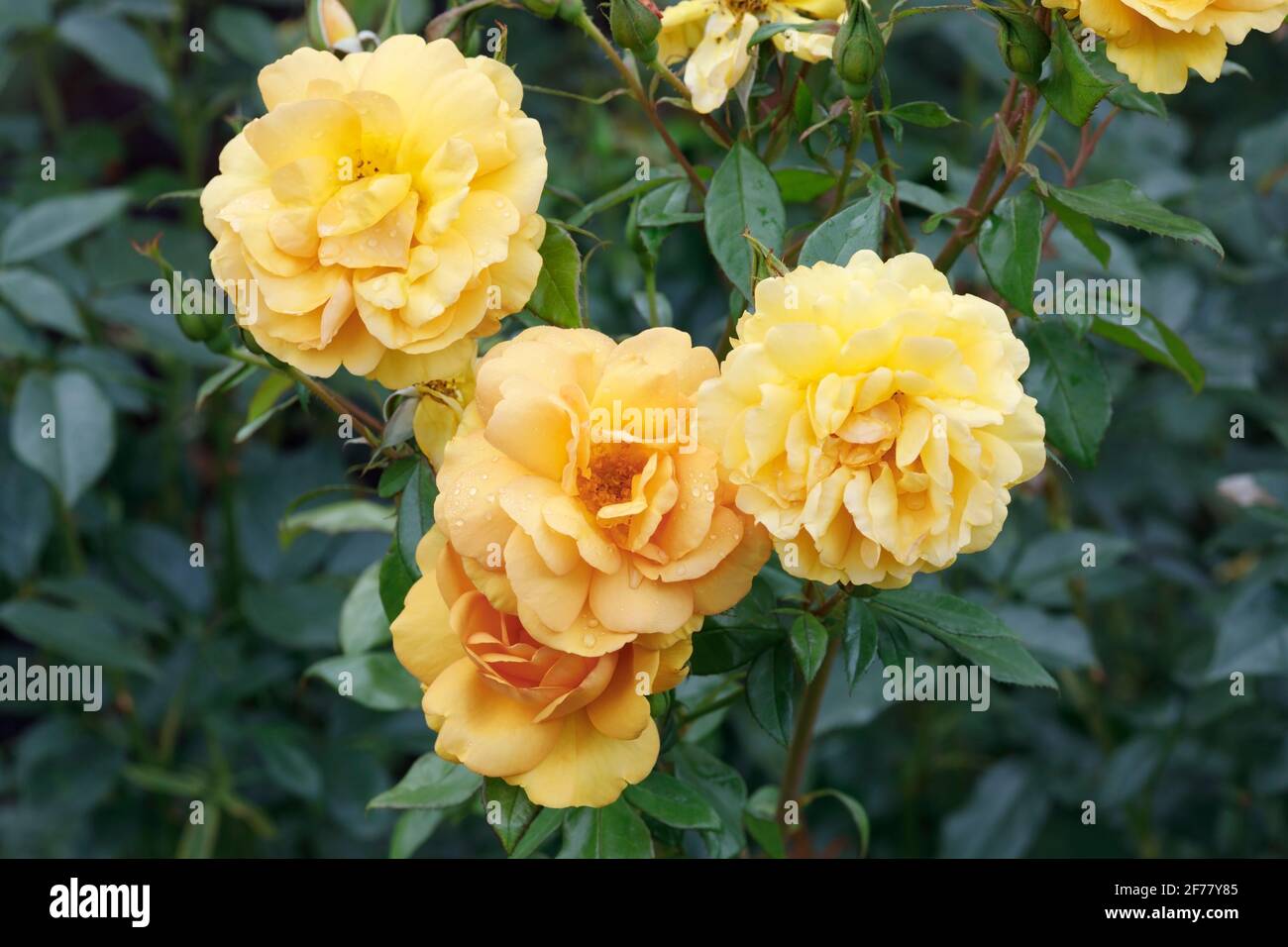 Rosa Golden Beauty 'Korberbeni' flowers. Stock Photo