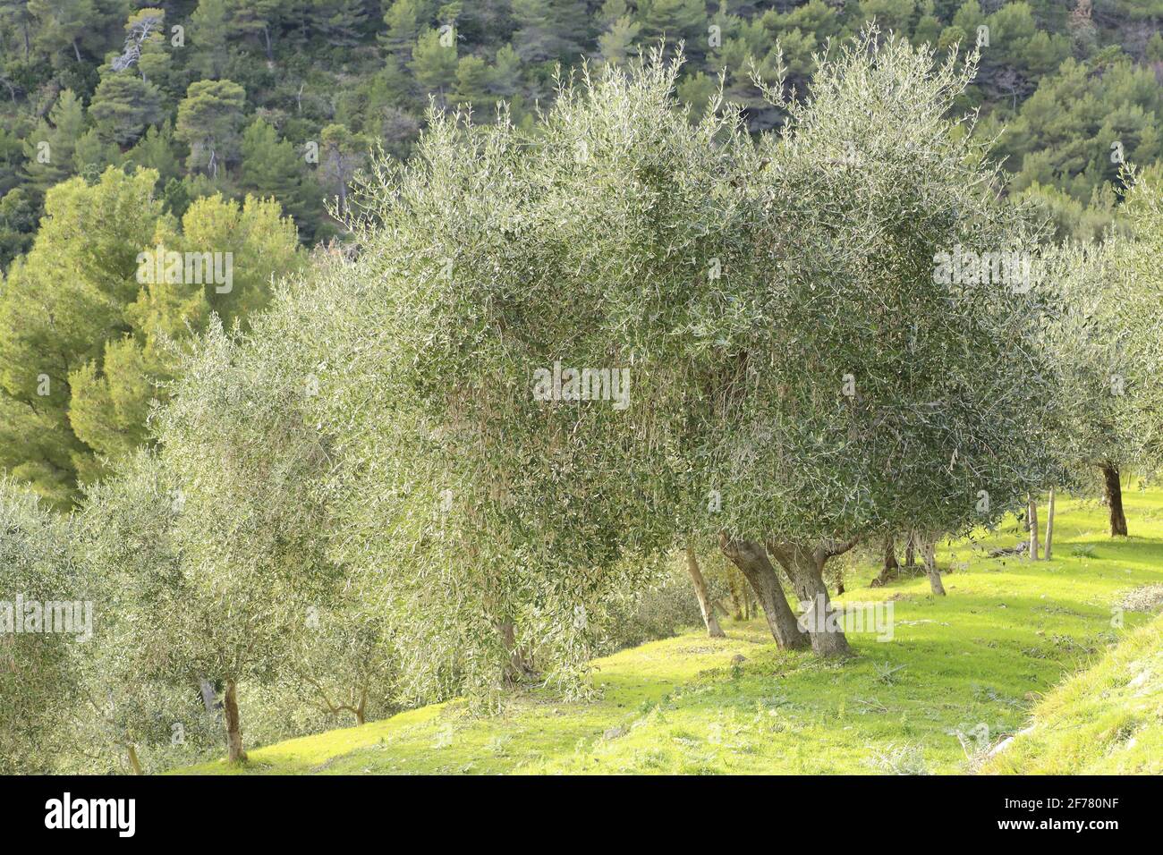 France, Alpes Maritimes, Menton, route de Sospel, olive grove Stock Photo