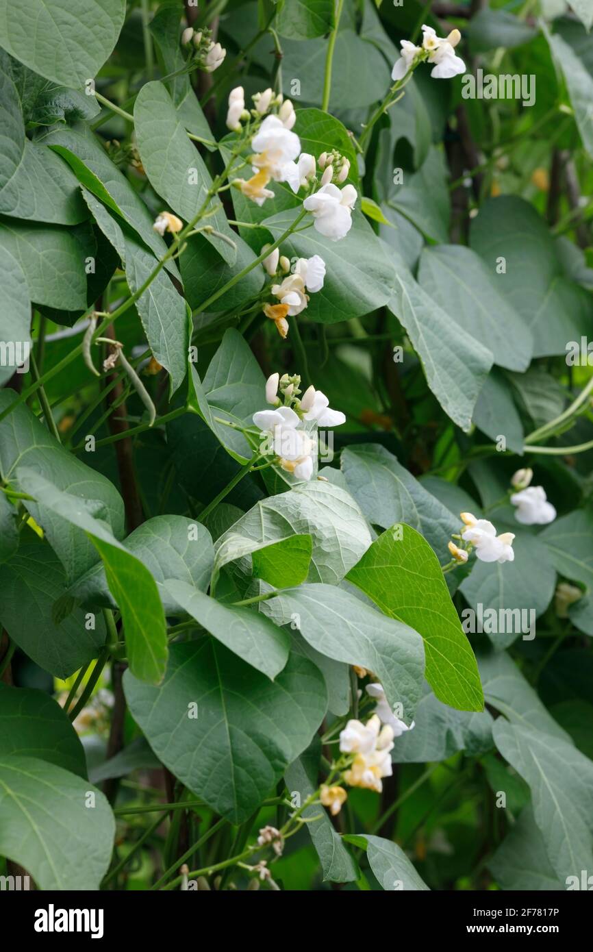 Runner Bean Flower High Resolution Stock Photography And Images Alamy