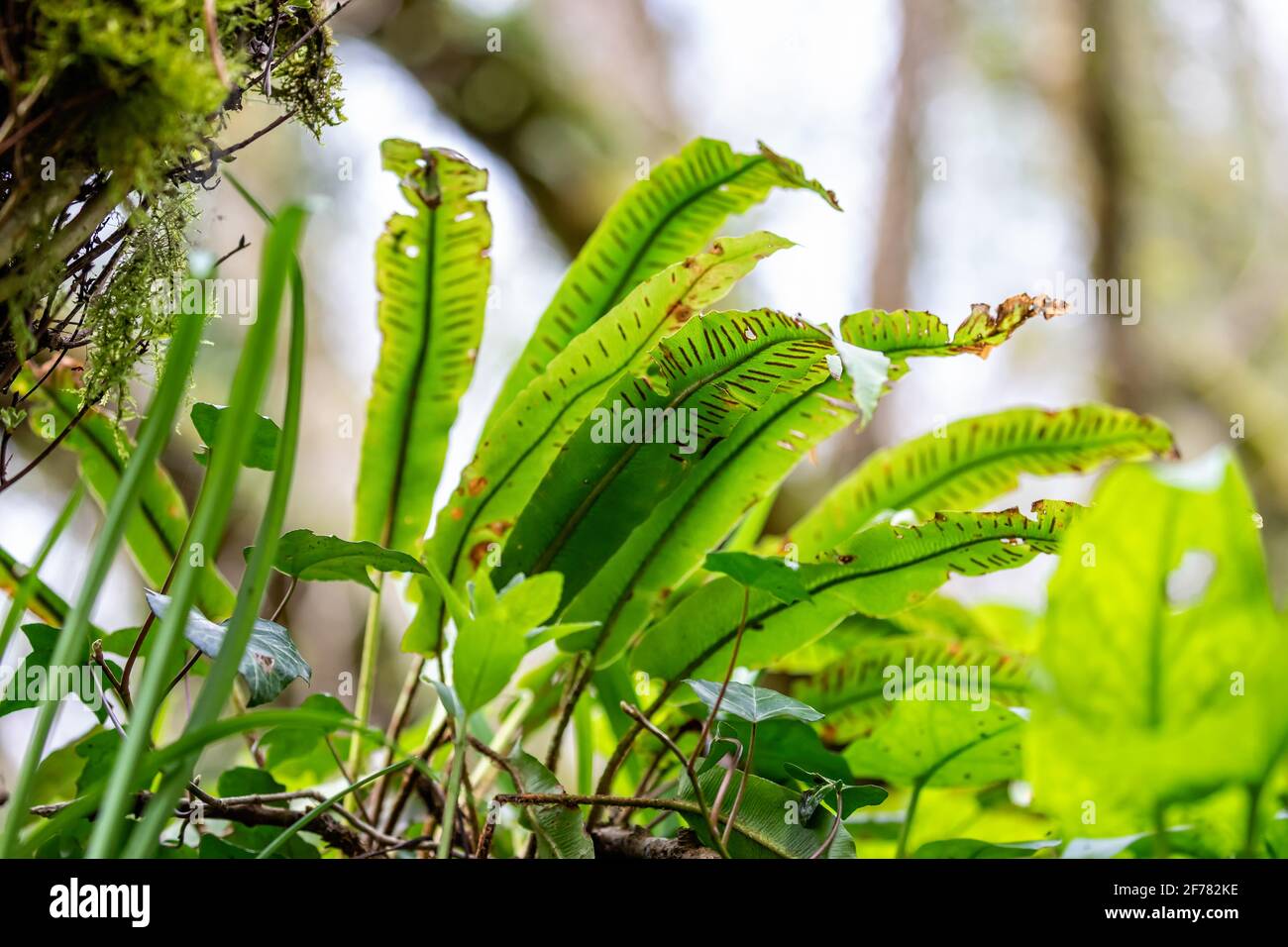 Close up of clump of Hart's Tongue ferns with orange striped spores on underside Stock Photo