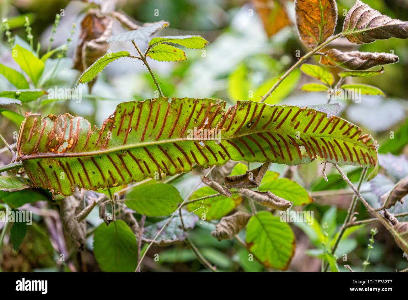 Close up of Hart's Tongue fern with orange striped spores on underside Stock Photo