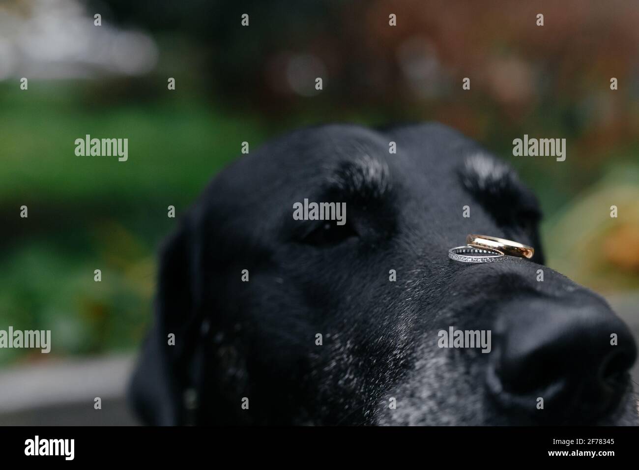 wedding rings on the nose of the black dog. Marriage proposal Stock Photo