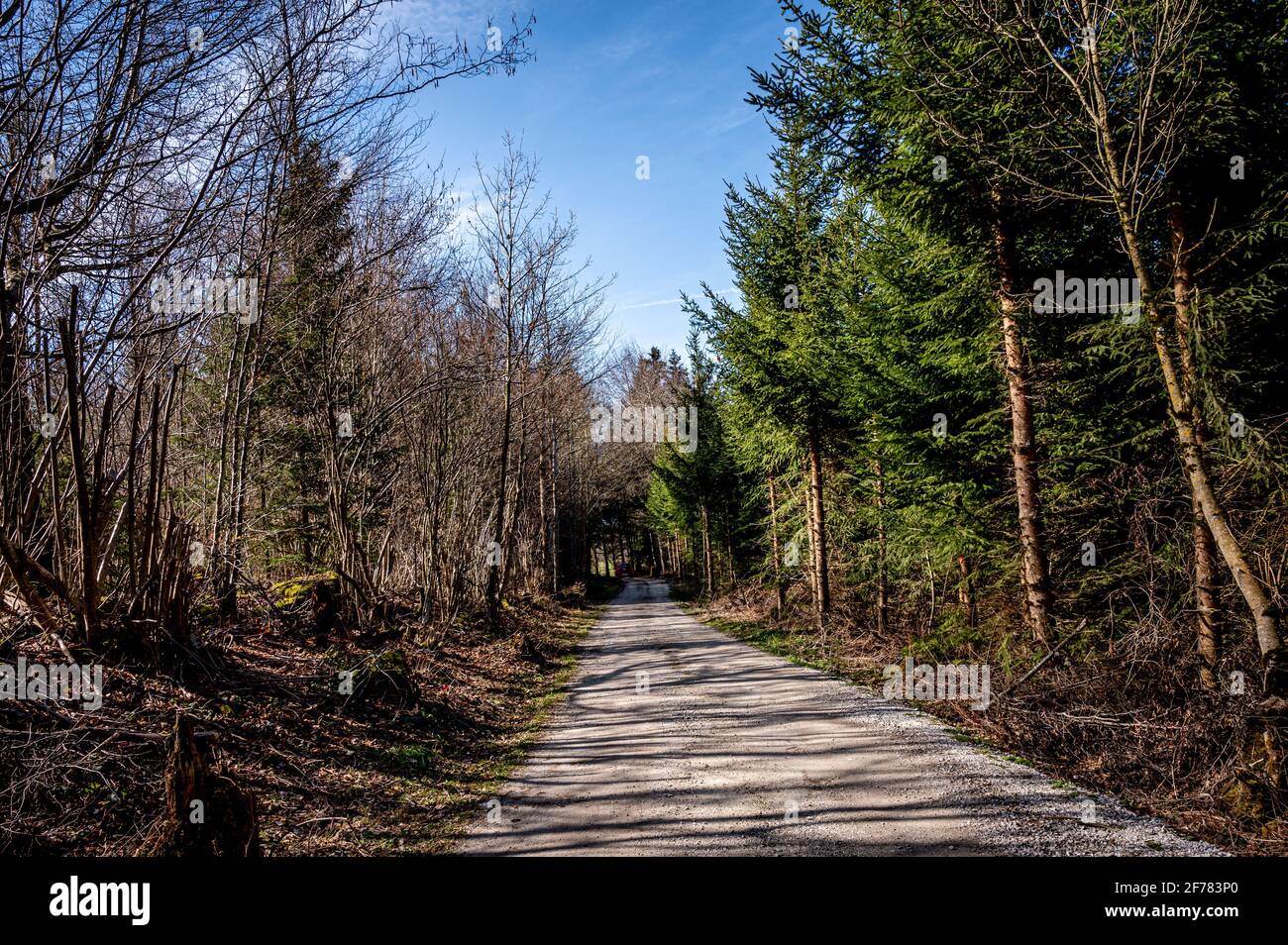 Path in the forest. Dry and dead trees in one side. Green and alive trees in another side. Save the environment. Climate change. Vaud Canton, Switzerl Stock Photo