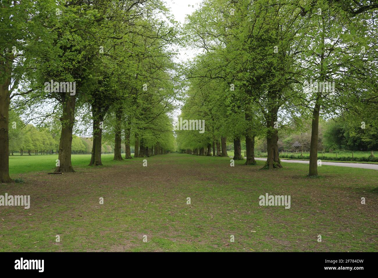 Two lines of trees in Marbury Park, Cheshire, UK Stock Photo
