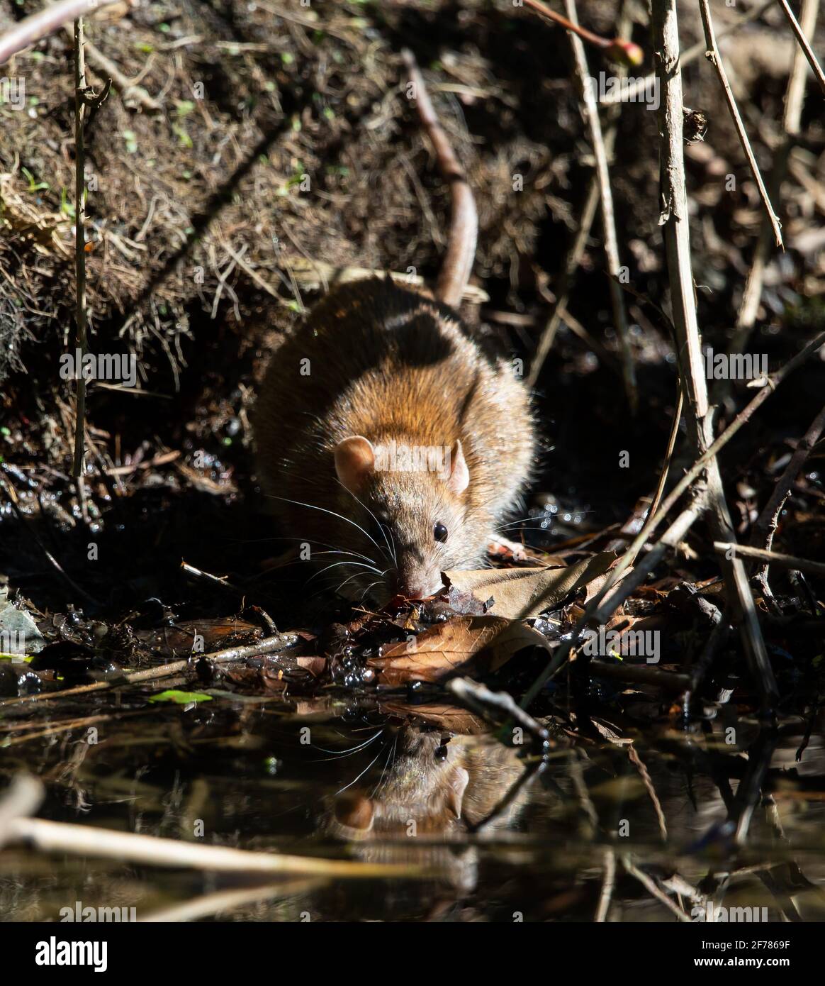 A Brown Rat comes down to the local stream to take a drink Stock Photo