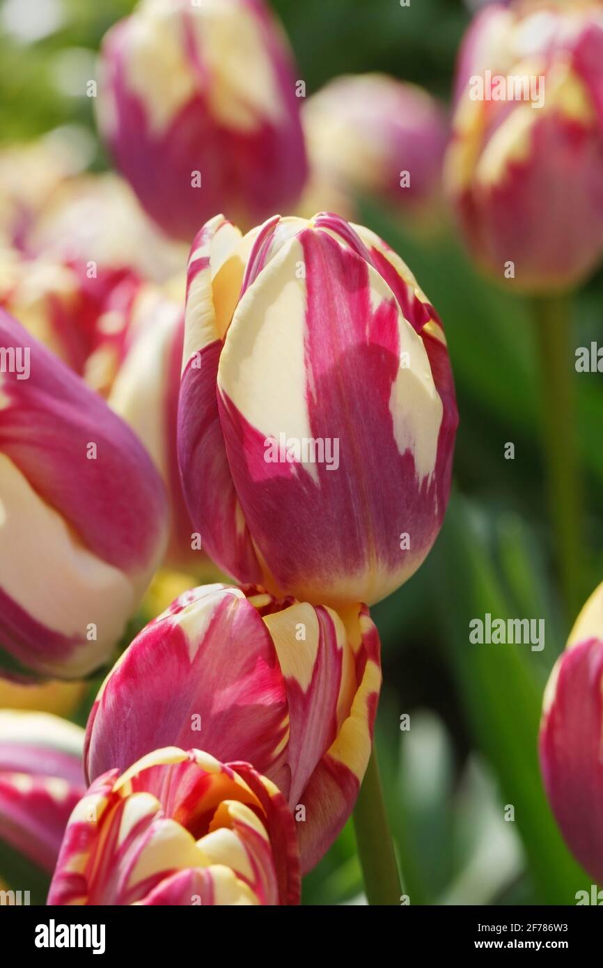 Tulipa 'Striped Sail' flowers. Stock Photo