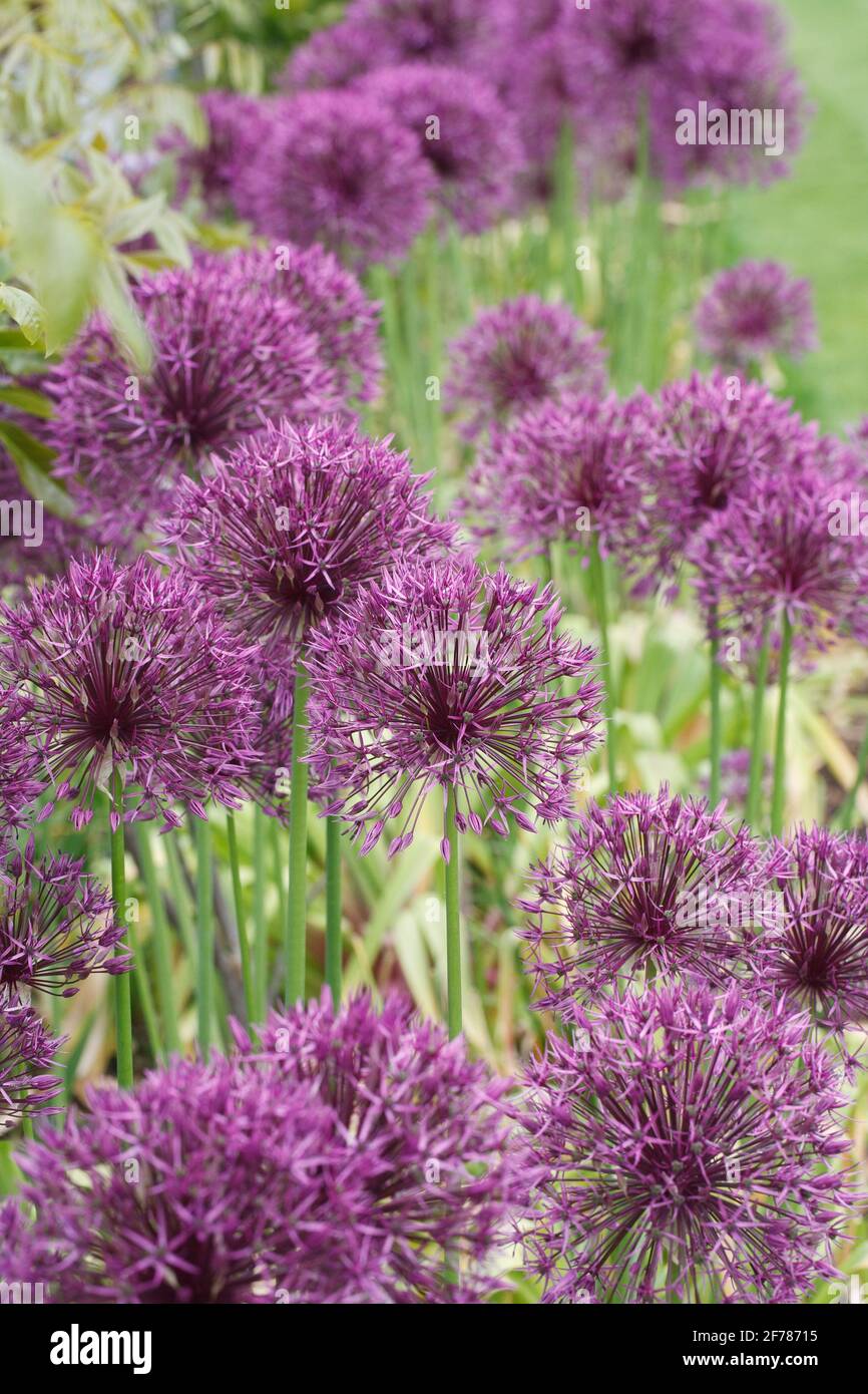 Allium 'Purple Rain' at RHS Wisley garden. Stock Photo