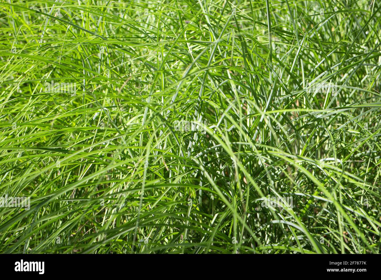 Long and fresh green grass background Stock Photo