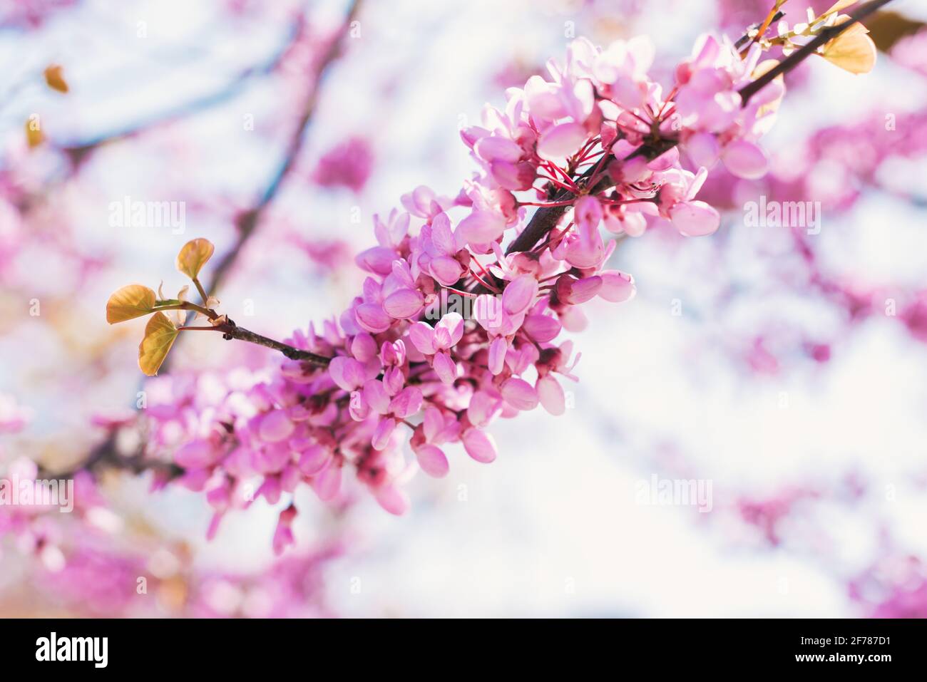 Pink spring flowers sprouting from the branches of a tree on a sunny day. Cherry trees. Nature. Stock Photo