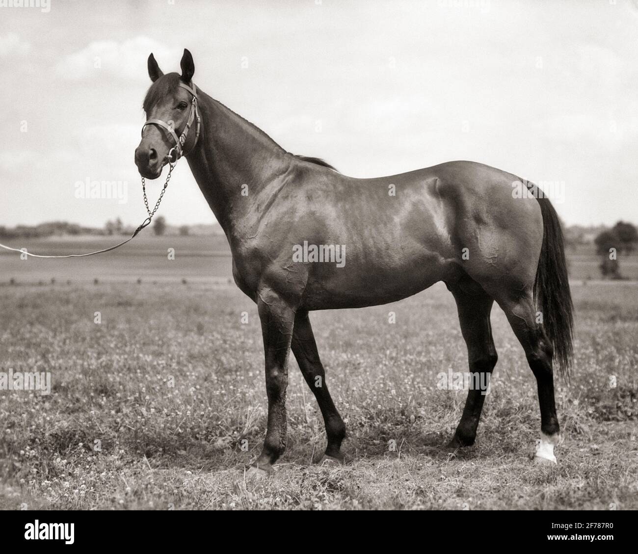 1930s JAMESTOWN BAY THOROUGHBRED STALLION CHAMPION 2 YEAR OLD COLT IN 1930 AND SHARED LINEAGE WITH MAN O’ WAR WHITEMARSH PA USA - h4693 HAR001 HARS OLD FASHIONED Stock Photo