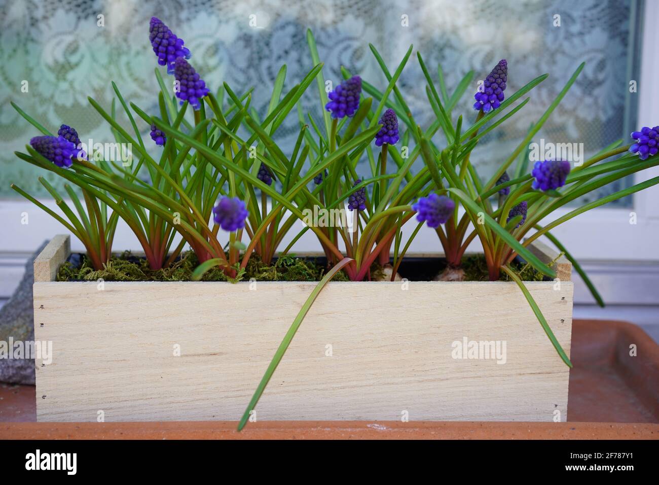 grape hyacinths muscari in wooden plant pot in front of window Stock Photo