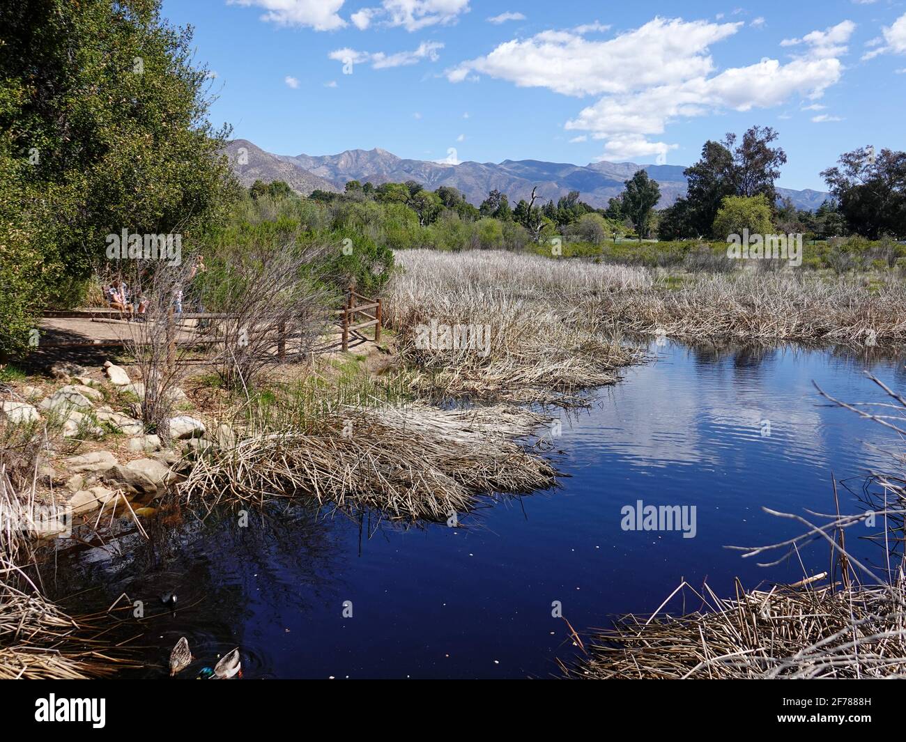 Pond, wetlands, at Ojai Meadows Preserve, recreational conservation area, Ojai, California, USA