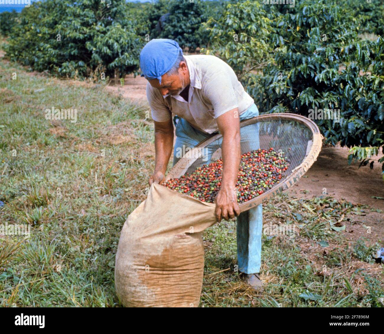 1980s MAN WORKER COFFEE BEAN HARVESTER WORKER IN BRAZIL - kf17986 PHT001 HARS HARVESTER EMPLOYEE BEAN BRAZILIAN HISPANIC ETHNICITY LABORING OLD FASHIONED Stock Photo