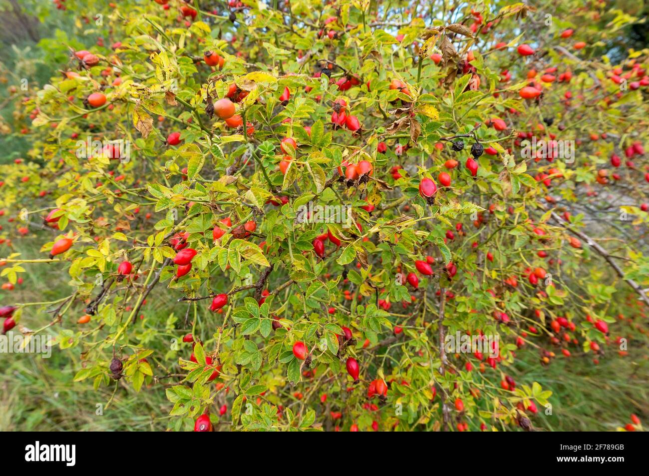 Rose Hip Bush High Resolution Stock Photography and Images - Alamy