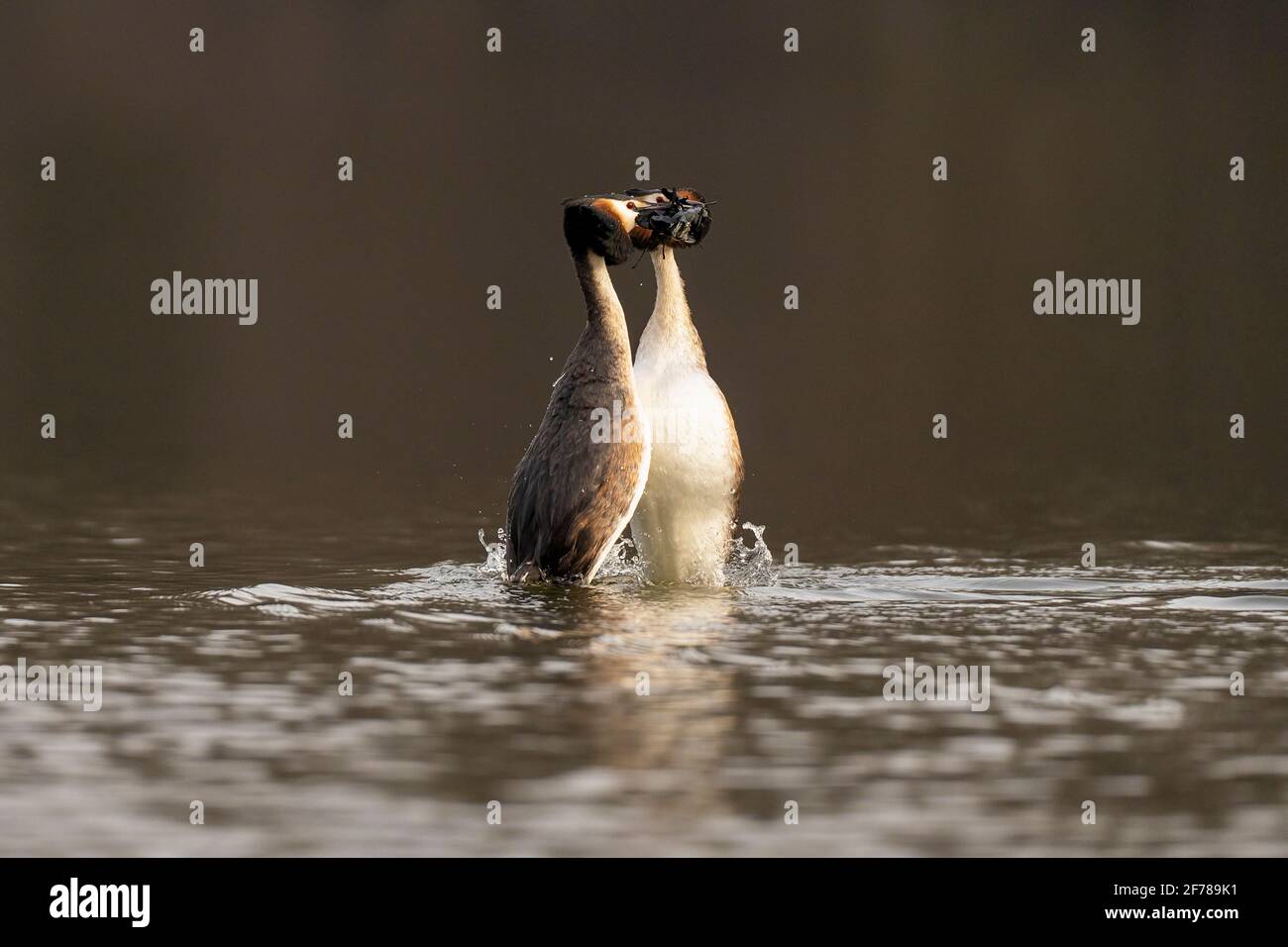 Great crested grebes (Podiceps cristatus) pair performing part of the courtship ritual known as the weed dance. Stock Photo