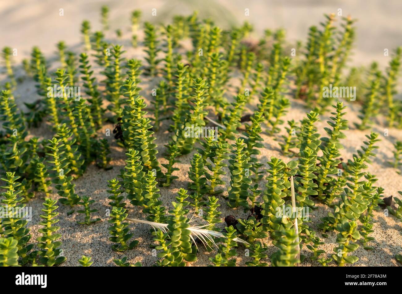 Young shoots on the sea sand. Sea mustard coastal (lat. Cakile maritima). Sea mustard of the Baltic. Ruchetta of sea. Plants of the Curonian Spit. Stock Photo