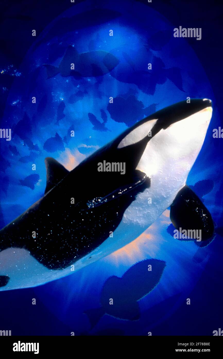 1990s COMPUTER COMPOSITE OF KILLER WHALE Orcinus orca OR ORCA APEX OCEAN PREDATOR SWIMMING AMONG A SCHOOL OF FISH  - kz5103 WAL003 HARS OLD FASHIONED Stock Photo