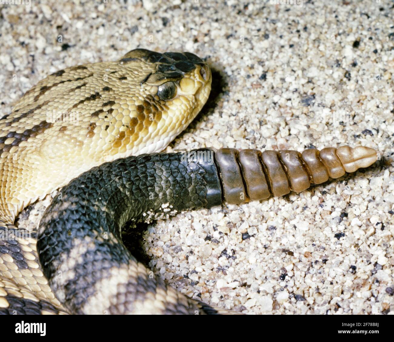 1970s SHOWING PIT VIPER SHAPE HEAD AND RATTLES ON TAIL OF A BLACK-TAILED RATTLESNAKE Crotalus molossus LYING IN SAND - kz575 LAN001 HARS PREDATOR CARNIVOROUS INTERLOCKED OLD FASHIONED RATTLESNAKE REPTILE REPTILES SNAKES SOUTHWESTERN Stock Photo