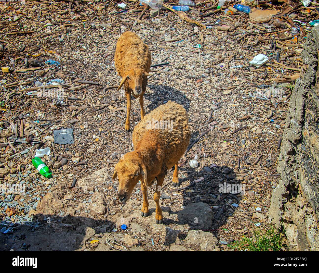 Two sheep on a pile of garbage floating by the sea on Wasini island, Kenya. It is a typical image for Africa. Stock Photo