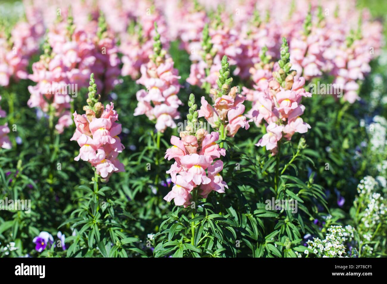 Snapdragons wild hires stock photography and images Alamy