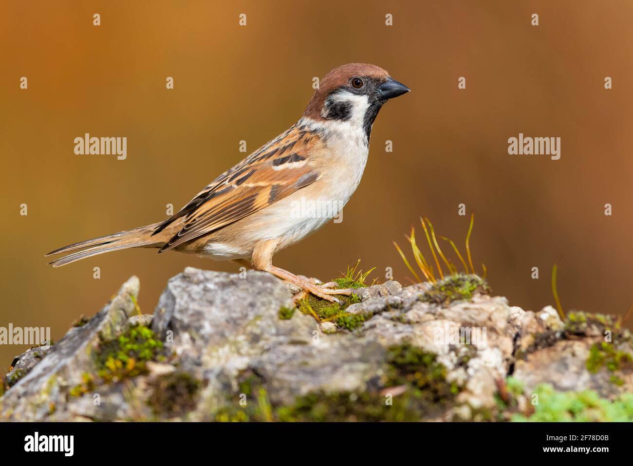 Eurasian Tree Sparrow (Passer montanus), side view of an adult standing on a rock, Campania, Italy Stock Photo