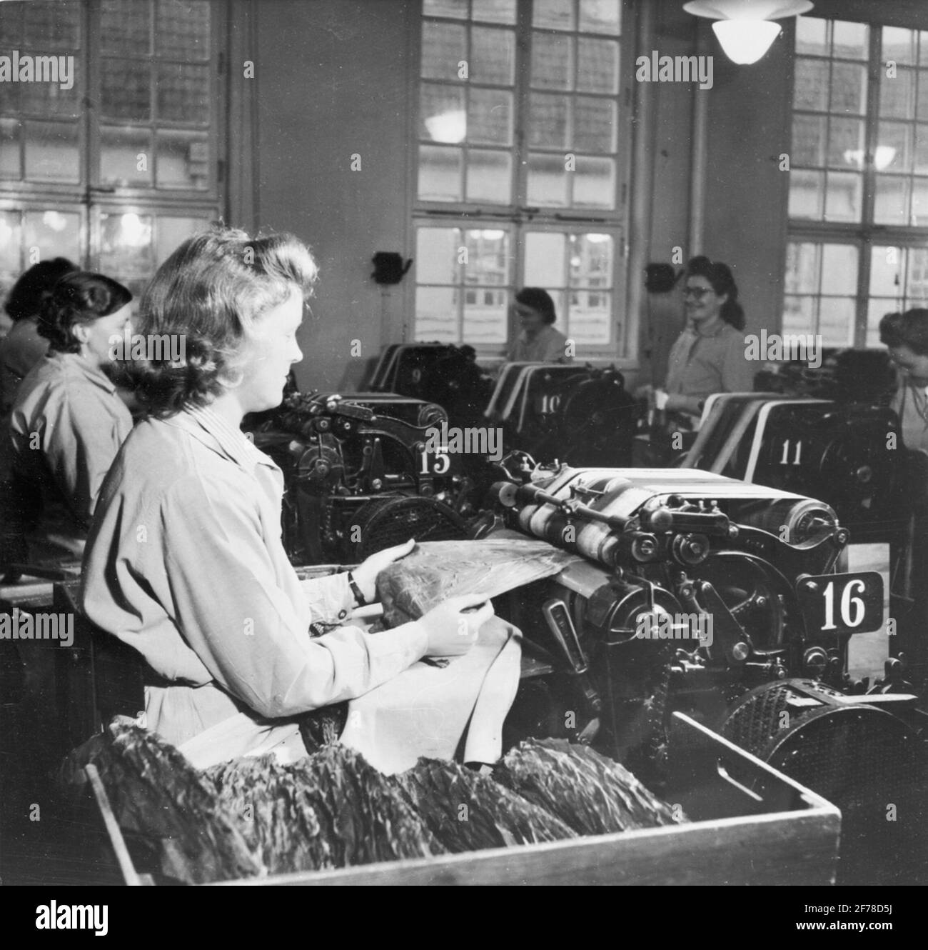 Tobacco factory in Stockholm. Stripping of cigar tobacco. / The main nerve  removal Stock Photo