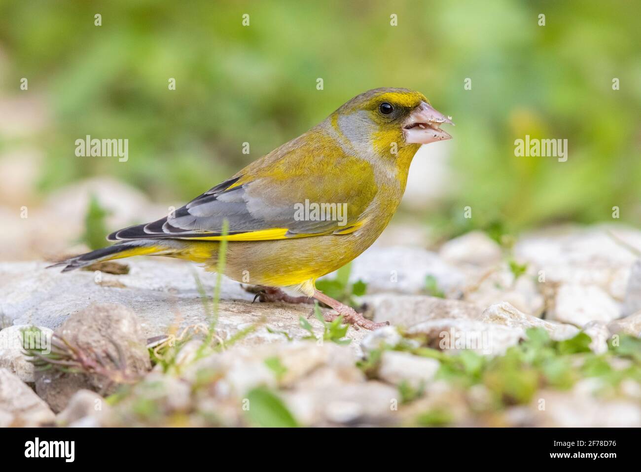 European Greenfinch (Carduelis chloris), side view of an adult male standing on the ground, Campania, Italy Stock Photo