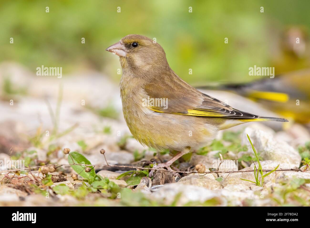 European Greenfinch (Carduelis chloris), side view of an adult female standing on the ground, Campania, Italy Stock Photo