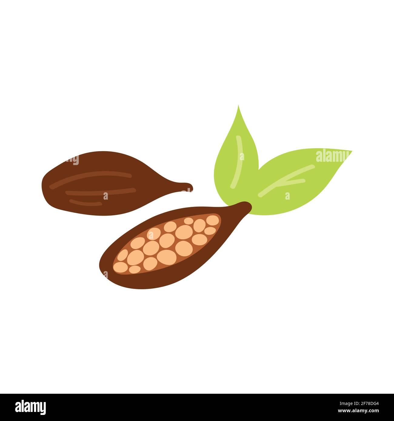 Cocoa beans illustration. Engraved style illustration. Chocolate cocoa