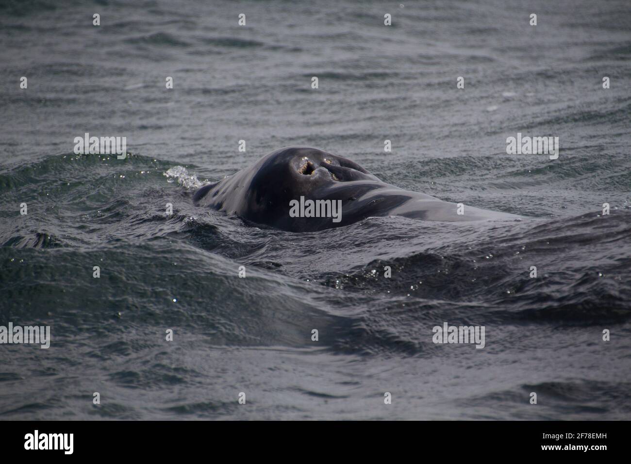 gray whale nostrils Stock Photo