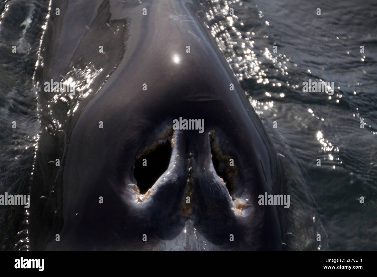 Nostrils hires stock photography and images Alamy