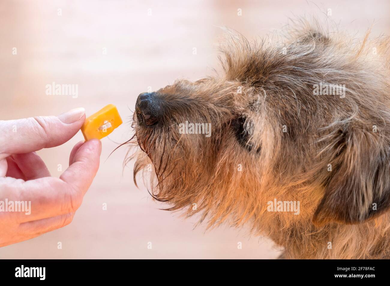 Pet medication. Giving a dog an antibiotic pill / tablet hidden in a piece of cheese. Dog medication to treat a giardia infection. Stock Photo