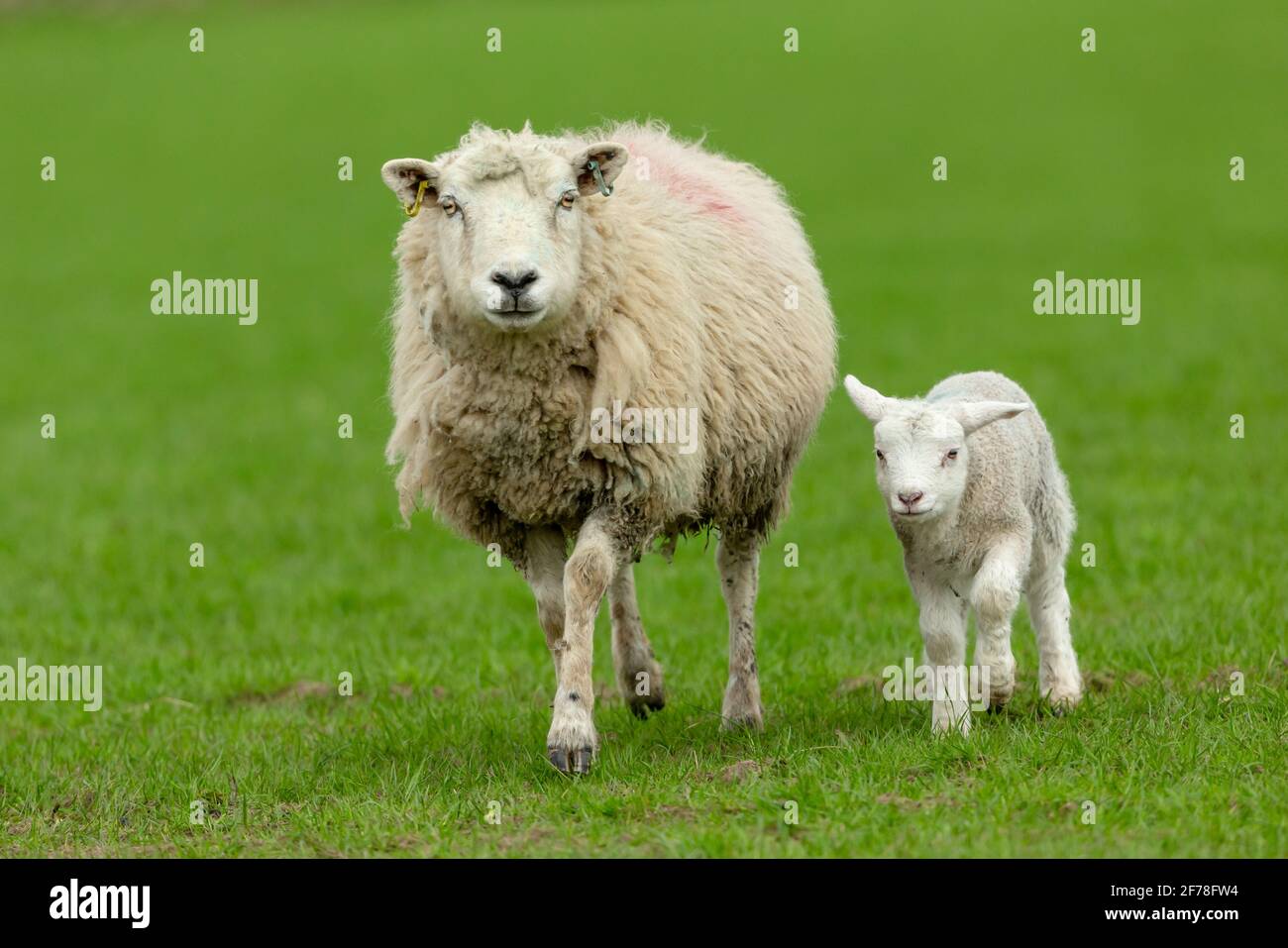 Newborn land walkers discount