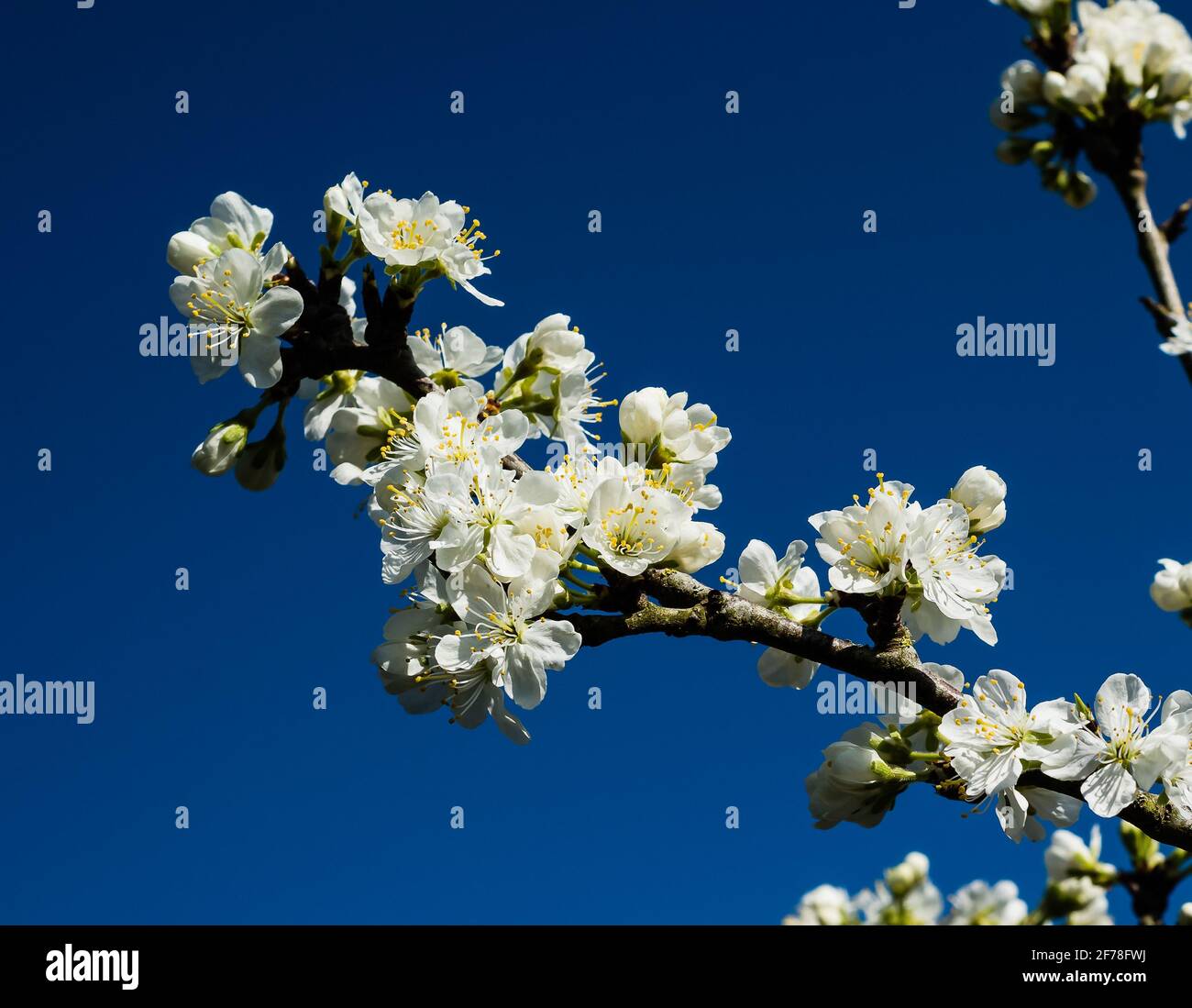 Victoria Plum Blossom Stock Photo Alamy