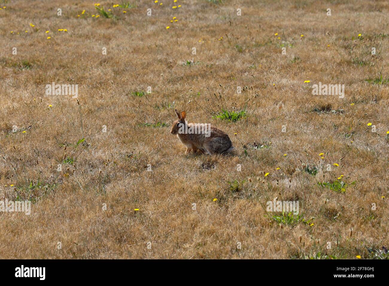 Bunny Rabbit in the Grass by the Sea-Side Walking Trail at NAS Whidbey Island, Oak Harbor, WA Stock Photo