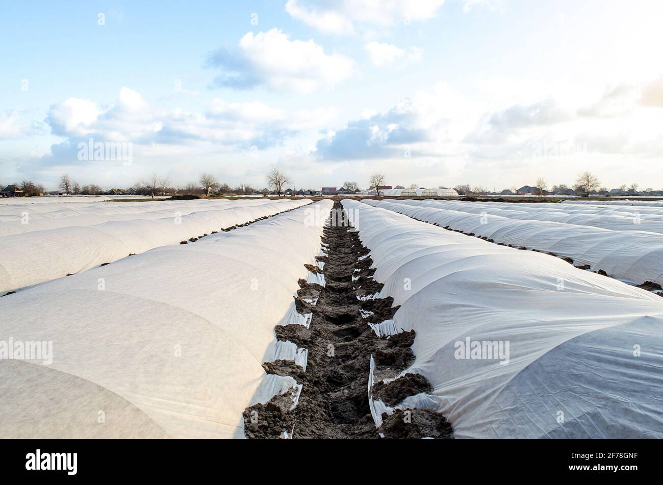 Farm potato plantation sheltered with spunbond spunlaid nonwoven agricultural fabric. Greenhouse effect. Early harvest, protection from frost and wind Stock Photo